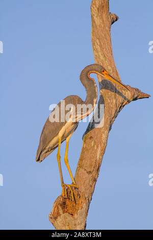 Ein Tri farbige Heron Sitzstangen in einem Baum bei Sonnenuntergang in den Florida Everglades. Stockfoto