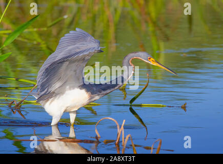 Ein Tri farbige Heron jagt für Lebensmittel in den Florida Everglades. Stockfoto