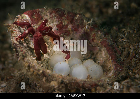 Orang-utan Krabbe (Achaeus japonicus) in der Nähe der Eier von Flamboyant Tintenfische (Metasepia pfefferi). Unterwasser makro Bild vom Tauchen in Lembeh Strait, Stockfoto