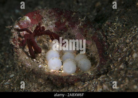 Orang-utan Krabbe (Achaeus japonicus) in der Nähe der Eier von Flamboyant Tintenfische (Metasepia pfefferi). Unterwasser makro Bild vom Tauchen in Lembeh Strait, Stockfoto