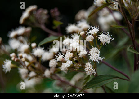 Cluster von weissen Blüten auf einer Wiese Stockfoto