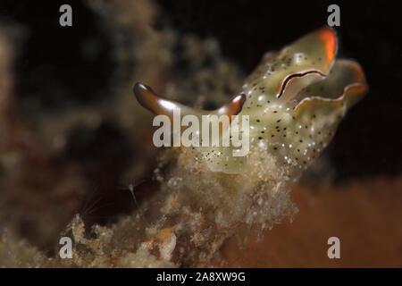 Nacktschnecke Elysia ornata. Unterwasser Makrofotografie von Lembeh Strait, Indonesien Stockfoto