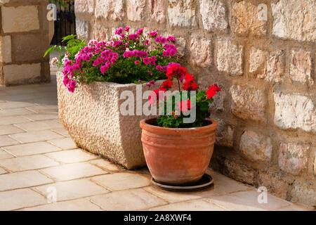 Töpfe mit Büschen von blühenden Pflanzen. Landschaft gestalten. Geranie. Buchsen mit roten und violetten Blüten in Licht Keramik Blumentöpfe. Stockfoto