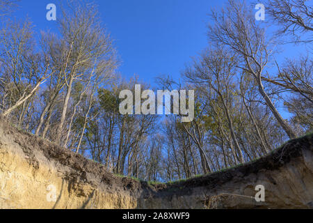 Bäume wachsen am Rand der erodierten Steilküste auf der deutschen Insel Poel in der Ostsee in der Nähe von Wismar, Clear blue sky Stockfoto