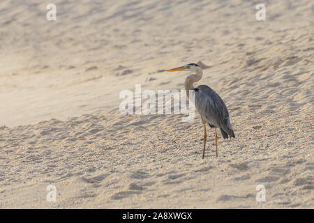 Ein Great Blue Heron, in der Galapgos Inseln, Vermessung der Uferlinie nach Beute bei Sonnenuntergang. Stockfoto