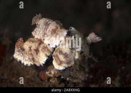 Nacktschnecke Doris ocelligera. Unterwasser Makrofotografie von Lembeh Strait, Indonesien Stockfoto