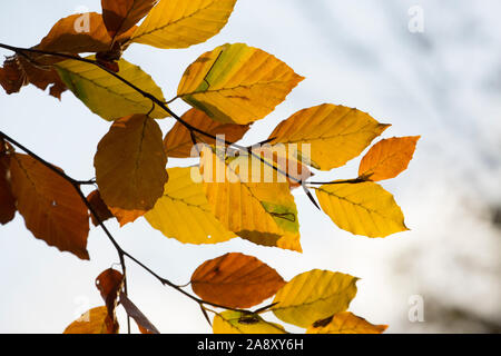 Buchenblätter im Abendlicht im November wachsende neben einem Feldweg in Dorset England UK GB Stockfoto