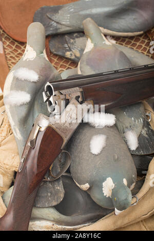 Ein studio Foto einer Browning B125 12-Bohrung über und - unter Schrotflinte auf künstliche Ringeltaube Lockvögel. In Großbritannien ist die woodpigeon Bevölkerung nu Stockfoto