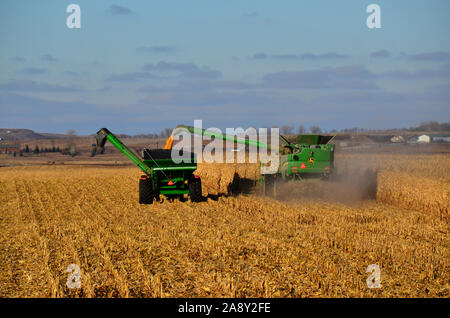 7. November 2019 ländlicher Landkreis Burleigh im südlichen Zentrum von North Dakota. Landwirte, die Mähdrescher und verwandte Maschinen einsetzen, ernten in diesem Jahr Maisernte. Stockfoto