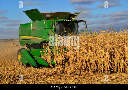 7. November 2019 ländlicher Landkreis Burleigh im südlichen Zentrum von North Dakota. Landwirte, die Mähdrescher und verwandte Maschinen einsetzen, ernten in diesem Jahr Maisernte. Stockfoto