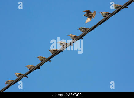 Stare, Sturnus vulgaris, sitzen auf netzleitungen vor blauem Himmel im November. Dorset England UK GB Stockfoto