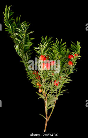 Rote Beeren der Eibe, Taxus Whipplei, fotografiert in einem Studio vor einem schwarzen Hintergrund. Dorset England UK GB Stockfoto