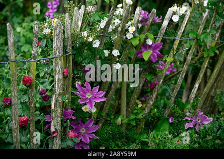 Clematis Arzt Ruppel, frühen Großblütige Clematis, Rosa, Ton, getönt, bi-color, Blumen, Blume, Blüte, Bergsteiger, Kletterer, Kriechgang, mehrjährig, RM Floral Stockfoto