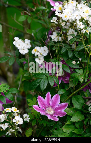 Clematis Arzt Ruppel, frühen Großblütige Clematis, Rosa, Ton, getönt, bi-color, Blumen, Blume, Blüte, Bergsteiger, Kletterer, Kriechgang, mehrjährig, RM Floral Stockfoto