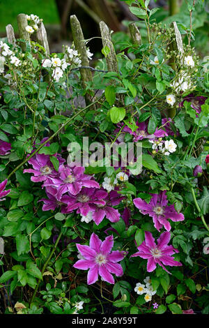 Clematis Arzt Ruppel, frühen Großblütige Clematis, Rosa, Ton, getönt, bi-color, Blumen, Blume, Blüte, Bergsteiger, Kletterer, Kriechgang, mehrjährig, RM Floral Stockfoto