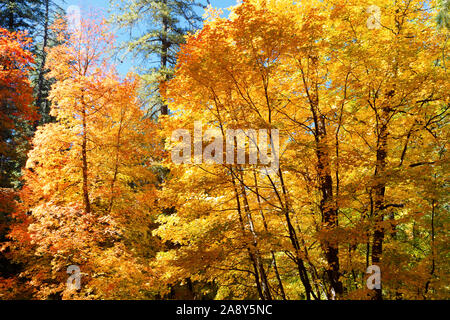 Bunte Bäume im Herbst, Mt. Lemmon, Santa Catalina Mountains, Coronado National Forest, Tucson, Arizona, USA Stockfoto