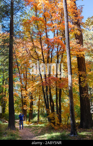 Bunte Bäume im Herbst, Mt. Lemmon, Santa Catalina Mountains, Coronado National Forest, Tucson, Arizona, USA Stockfoto