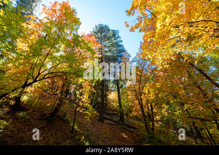 Bunte Bäume im Herbst, Mt. Lemmon, Santa Catalina Mountains, Coronado National Forest, Tucson, Arizona, USA Stockfoto