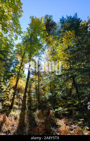 Hintergrundbeleuchtung, Wald, Mt. Lemmon, Santa Catalina Mountains, Coronado National Forest, Tucson, Arizona, USA Stockfoto