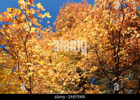 Herbstfarben, orange Ahornblätter gegen einen blauen Himmel. Stockfoto
