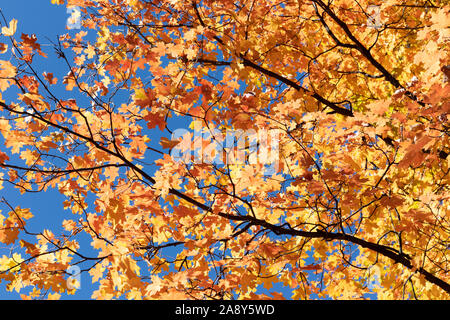 Intensive Farben des Herbstes, Orange Ahorn mit Hintergrundbeleuchtung gegen den tiefblauen Himmel verlässt. Stockfoto