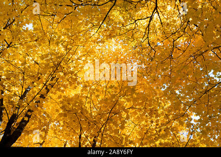 Herbstfarben, orange Ahornblätter auf der Suche vor blauem Himmel. Stockfoto