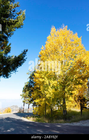 Bunte Herbst Aspen auf Mt. Lemmon, Santa Catalina Mountains, Coronado National Forest, Tucson, Arizona, USA Stockfoto