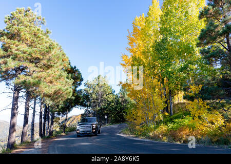 Bunte Herbst Aspen auf Mt. Lemmon, Santa Catalina Mountains, Coronado National Forest, Tucson, Arizona, USA Stockfoto