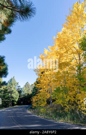 Bunte Herbst Aspen auf Mt. Lemmon, Santa Catalina Mountains, Coronado National Forest, Tucson, Arizona, USA Stockfoto