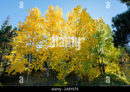 Bunte golden Aspen Hintergrundbeleuchtung vor blauem Himmel, Mt. Lemmon, Santa Catalina Mountains, Coronado National Forest, Tucson, Arizona, USA Stockfoto