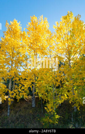 Bunte aspen Hintergrundbeleuchtung vor blauem Himmel, Mt. Lemmon, Santa Catalina Mountains, Coronado National Forest, Tucson, Arizona, USA Stockfoto