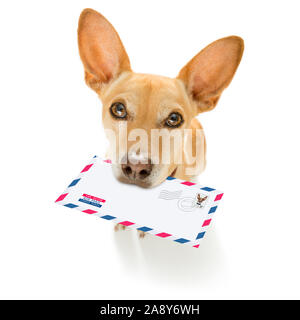 Postman chihuahua Hund eine große weiße Leere leere Briefumschlag, mit Kisten und Paketen Stockfoto