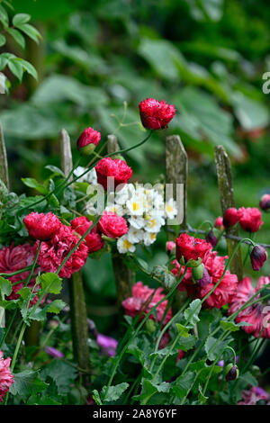 Doppelzimmer Rot, Papaver somniferum Schlafmohn, rosa Rambling Rector, Rosen, Blume, Blumen, Blüte, Mix, Gemischt, Kombination, Grenze, Grenzen, RM Floral Stockfoto