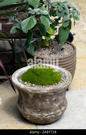 Sagina subulata Kalk Moss, Grün bemoosten Damm, Pflanze, Topf, Container, Gartenbau, Clustering, Pflanze, alpine, alpines, RM Floral Stockfoto