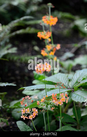 Primula japonica, Schlüsselblume, Orange, kandelaber Primel, drumstick, Primeln, Blumen, Blume, Blüte, RM Floral Stockfoto