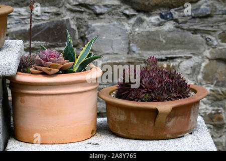 Echeveria, saftig, Sukkulenten, Blume, Blüte, Spitze, Spitzen, Topf, Container, Gartenarbeit, fleischigen Blättern, Rosetten, Clustering, Pflanze, alpine, alpines, RM Flo Stockfoto