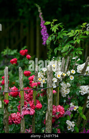 Rosa Rambling Rector Rose, Blume, weiß, Rambler, Bergsteiger, Wandern, Klettern, Rosen, streikposten Französisch, kastanie Zaun, wohlriechend, duftende, RM Floral Stockfoto