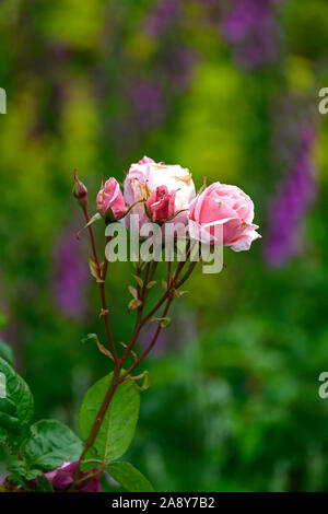 RM mit Blumen, Blüte, Blumen, Rose, Rosen, rosa youre Schöne, rose Youre schöne Stockfoto