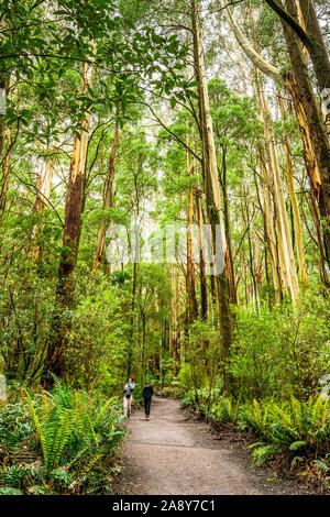 Zwei Touristen zu Fuß zwischen den riesigen Bäumen entlang eines Pfades im Otway in Victoria, Australien Fliegen Stockfoto