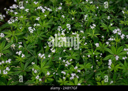 Galium odoratum, gesüßtes Betstroh, weiße Blumen, Blume, Blüte, Woodruff, süßer Woodruff, wilder Babynahrung; Meister des Holzes, Schatten, schattig, Stockfoto