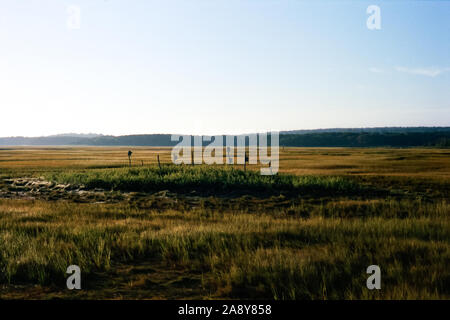 Ein Büschel der Vogel Häuser auf ein Salt Marsh Stockfoto