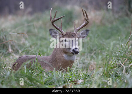 Weißwedelhirsche (Odocoileus virginianus), Buck ruhen Stockfoto