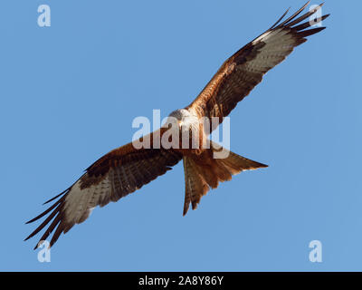 Rotmilan im Flug im Juni, Cliveden House in Berkshire, England. Auf der Flucht vor einem klaren blauen Himmel. Flügel breite, diagonal über den Rahmen. Stockfoto