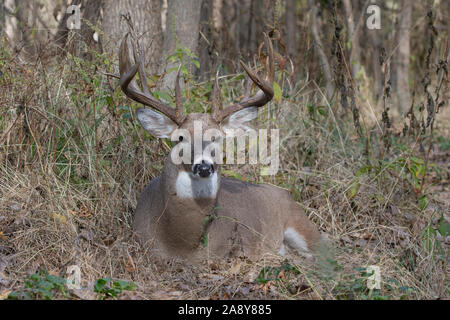 Weißwedelhirsche (Odocoileus virginianus), ruhenden Big Buck während der Brunft Stockfoto