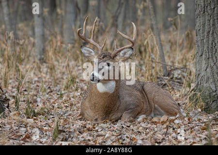 Weißwedelhirsche (Odocoileus virginianus), ruhenden Buck Stockfoto