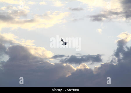 Schöne weiße Möwe steigt gegen den blauen Himmel in Wolken. Möwe im Flug wie ein Flugzeug. Stockfoto