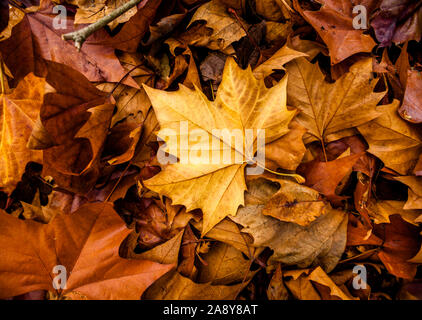 Gefallenen Ahornblätter. Herbst in Vancouver, BC. Kanada Stockfoto