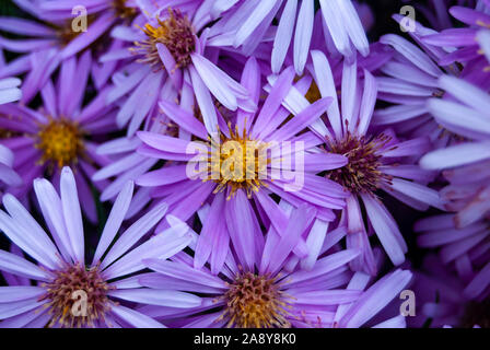 Ein Bündel von Lila Gänseblümchen mit gelben Zentren Stockfoto