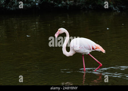 Rosa flamingo isoliert zu Fuß auf einem grünen Teich See in La Camargue, Frankreich Stockfoto