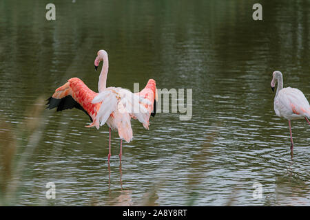 Große Flamingo mit bunten Flügeln, die auf einem Teich in La Camargue, Frankreich Stockfoto